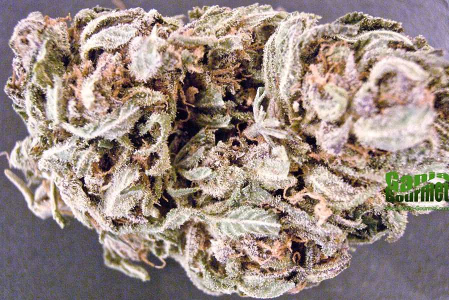 GanjaGourmetAfganiBigBud201id