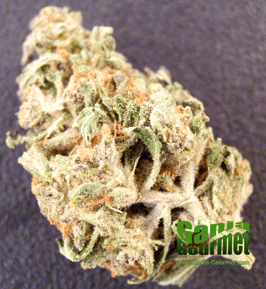 GanjaGourmetAfghaniBigBud01id