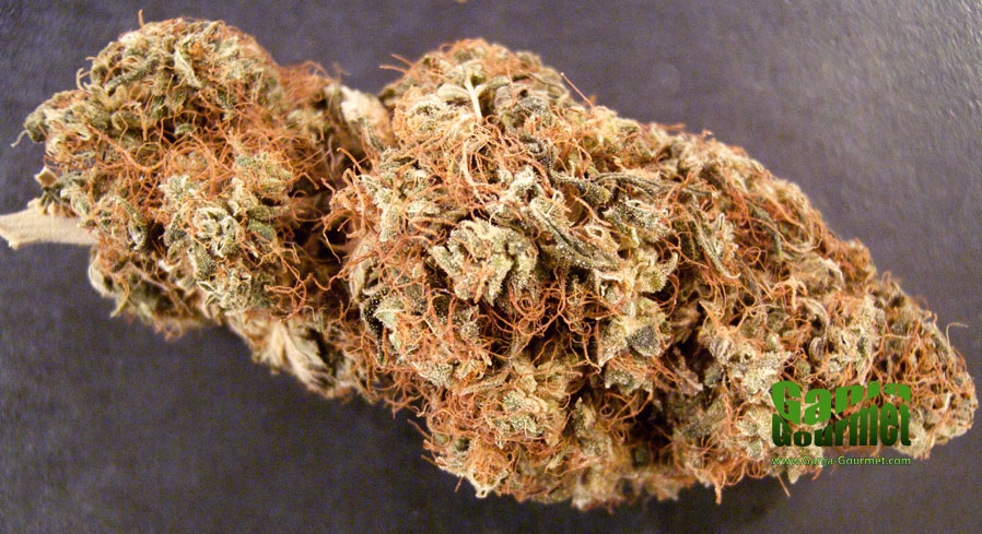 GanjaGourmetAfghaniSpecialBud01id