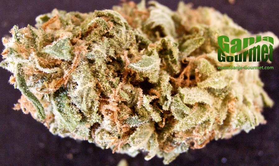 GanjaGourmetAK47XBlueberry01id