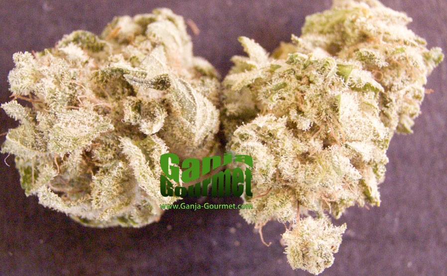 GanjaGourmetBCMango01id