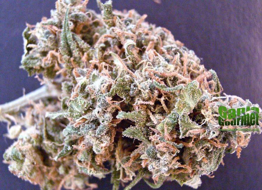 GanjaGourmetBigBang02id