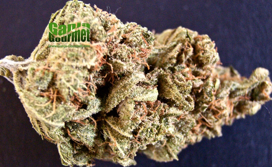 GanjaGourmetBigBuddahCheese01id