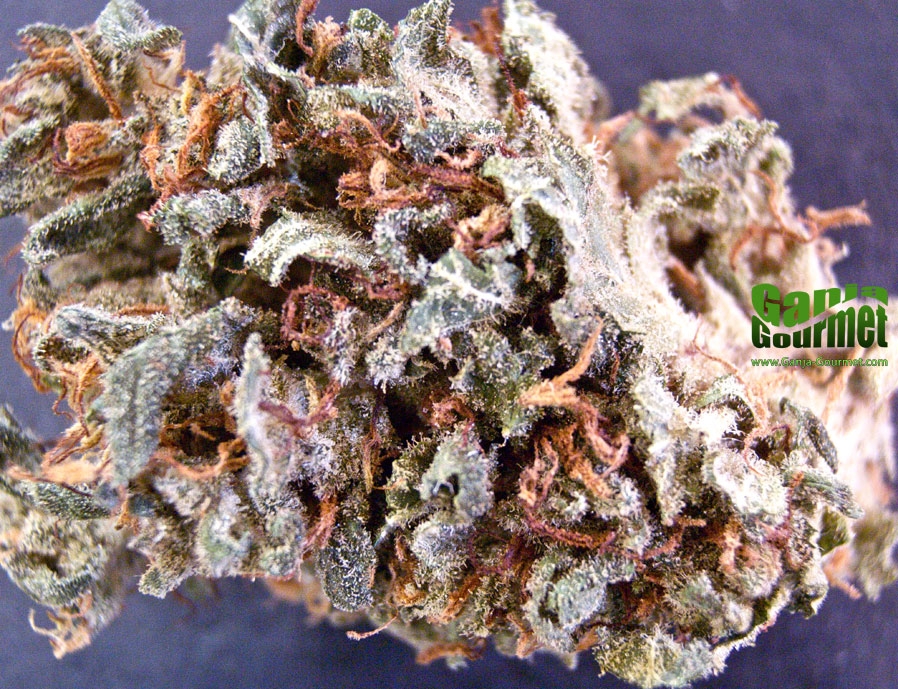 GanjaGourmetBikerBlueid01