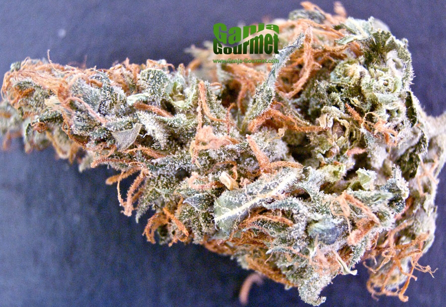 GanjaGourmetBlowFishid01