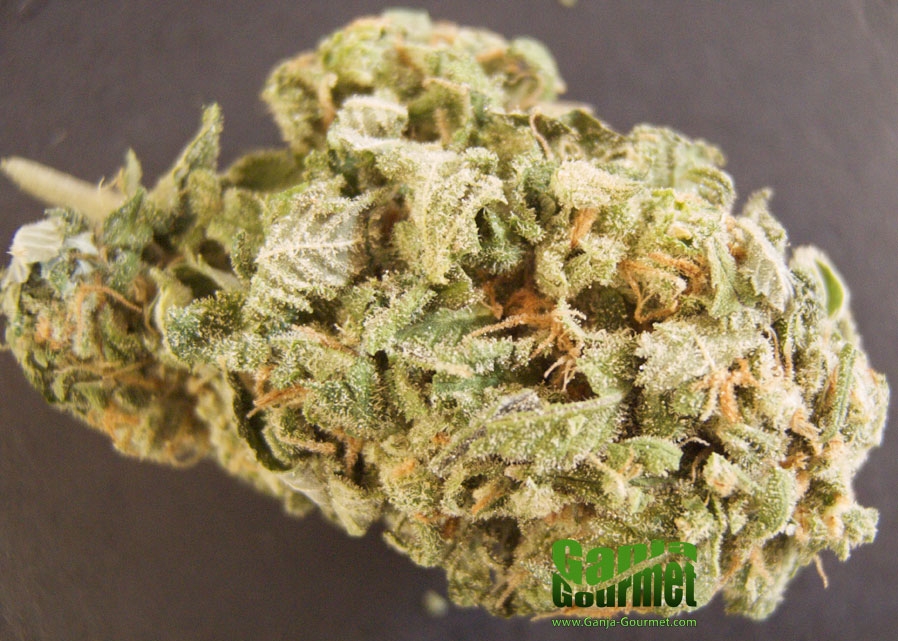 GanjaGourmetBlueberry01id