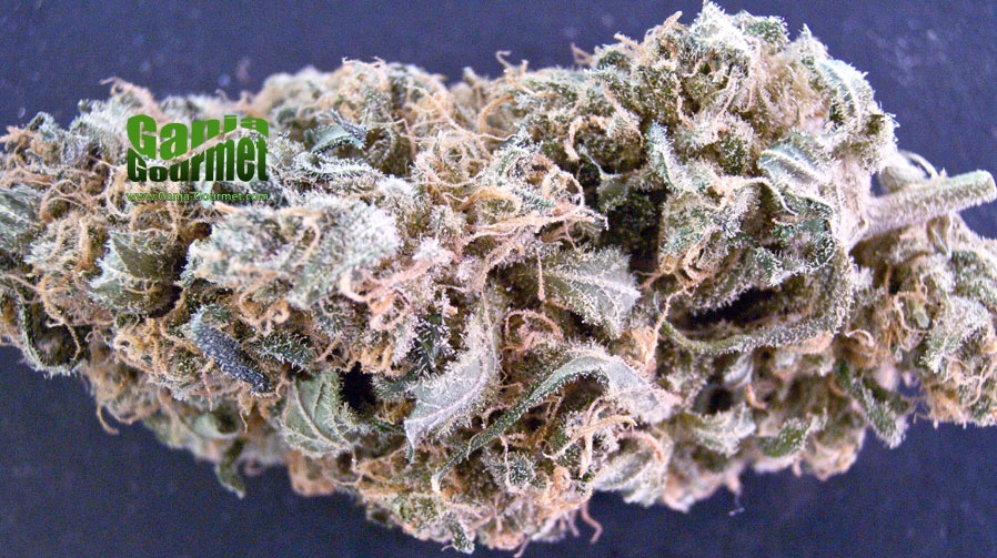 GanjaGourmetBlueberryxAK4701id