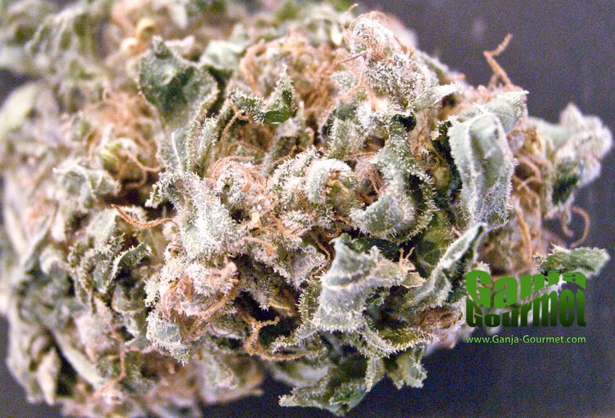 GanjaGourmetBlueCheese01id