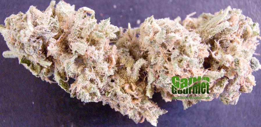 GanjaGourmetBlueDream01id