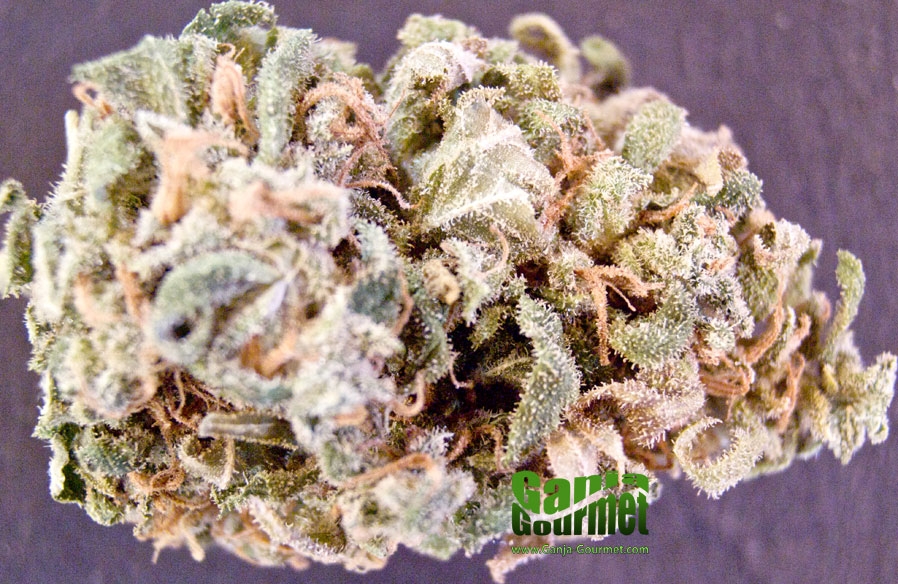 GanjaGourmetBlueWidow01id