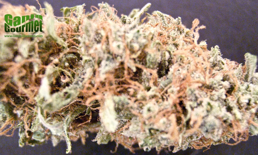 GanjaGourmetBrainstormid01