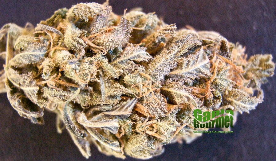 GanjaGourmetBubbleBerry01id