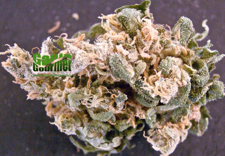 GanjaGourmetBubblegum01id