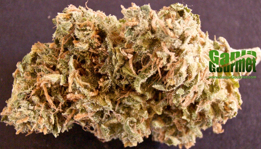 GanjaGourmetBubbleJack01id