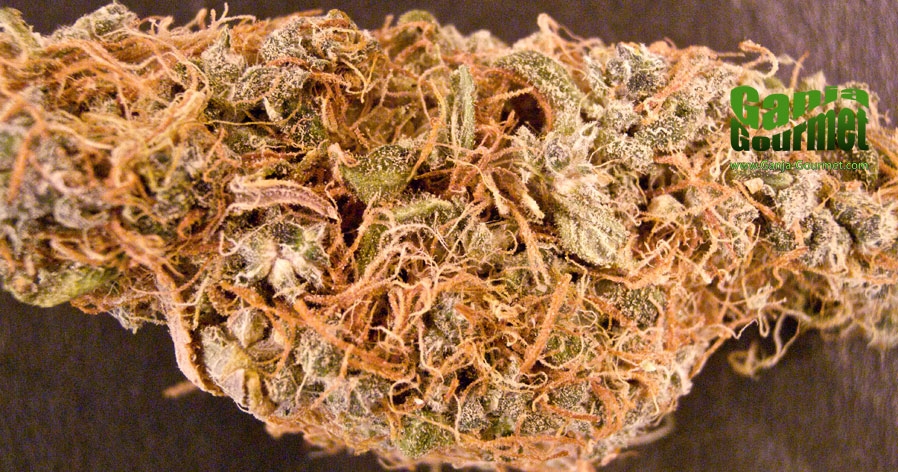 GanjaGourmetCheese01id