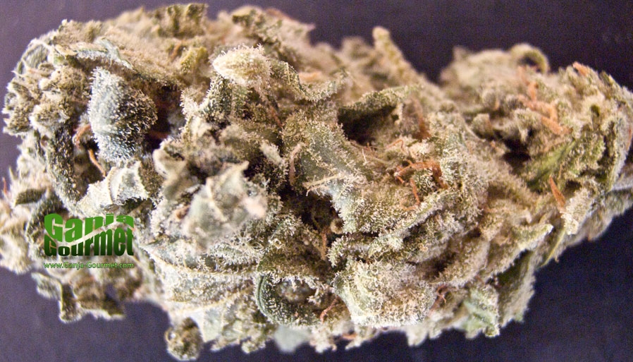 GanjaGourmetChieselid01