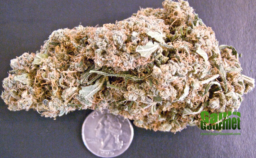 GanjaGourmetChocolope01id