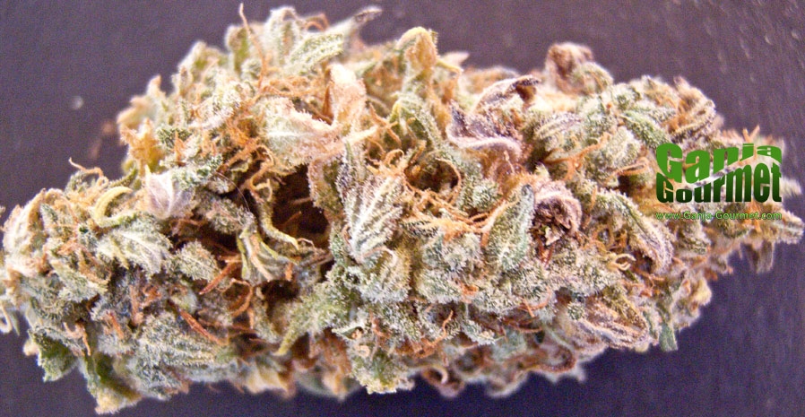 GanjaGourmetDoubleDiesel01id