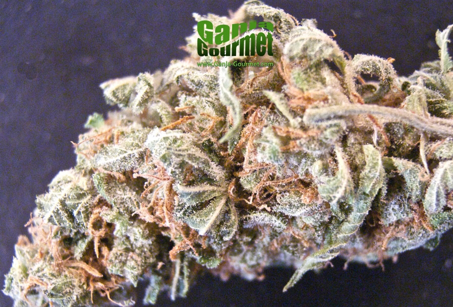 GanjaGourmetDoubleDutch01id