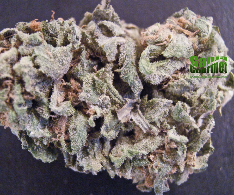 GanjaGourmetDurbanBlueberry01id