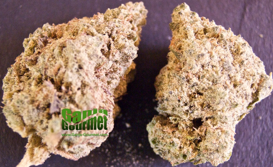 GanjaGourmetDustedHoneyBuds01id