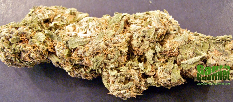 GanjaGourmetEastCoastLuck01id