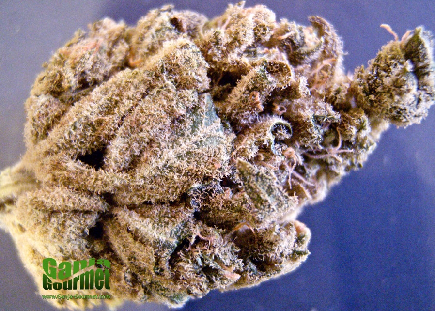 GanjaGourmetEastCoastSourDiesel03id