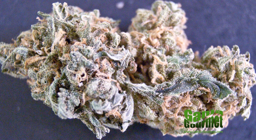 GanjaGourmetElNino01id