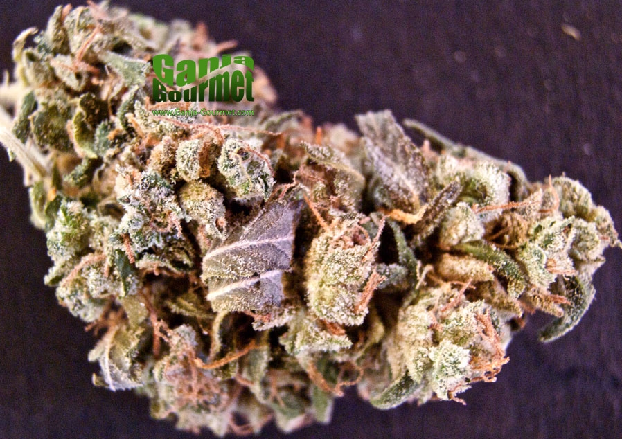 GanjaGourmetErkle02id