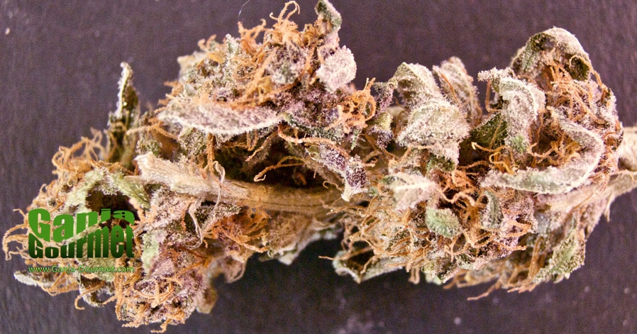 GanjaGourmetFuckingIncredible01id