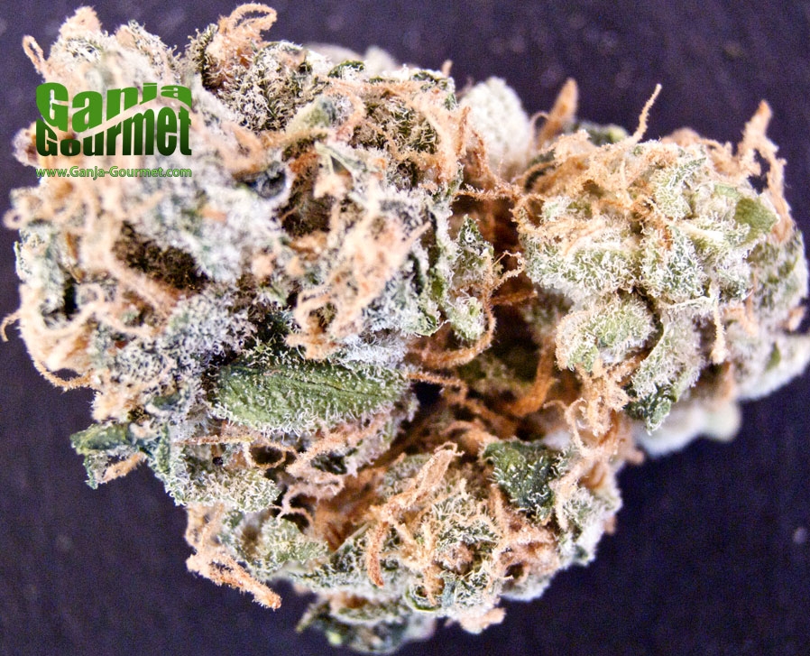 GanjaGourmetGoldenGoat01id