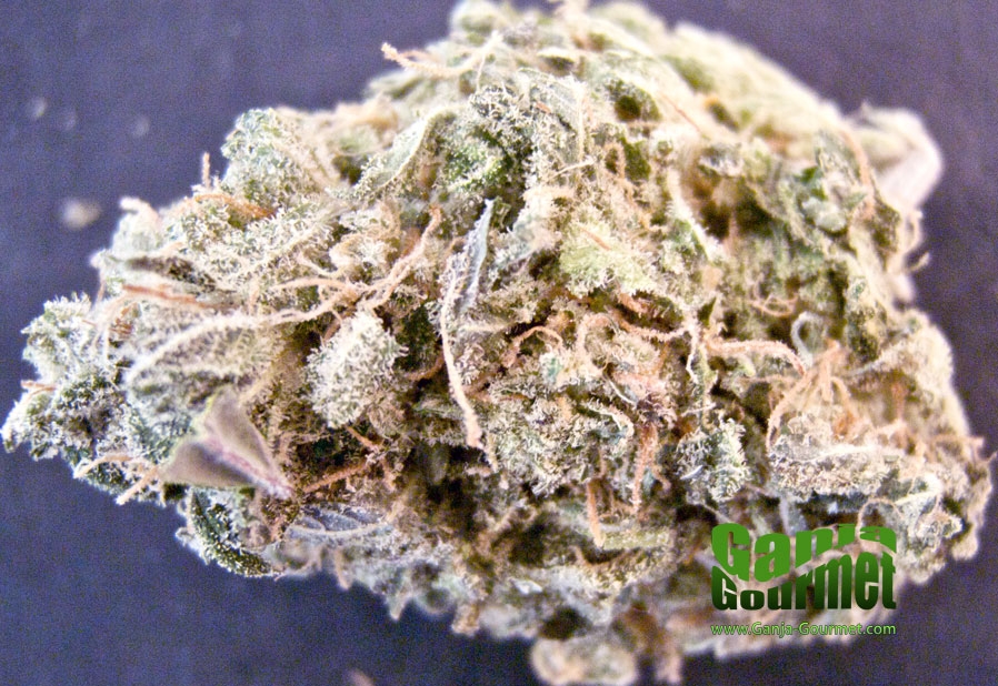 GanjaGourmetGrapeApe01id