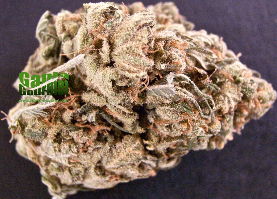 GanjaGourmetGrapeSkunk01id