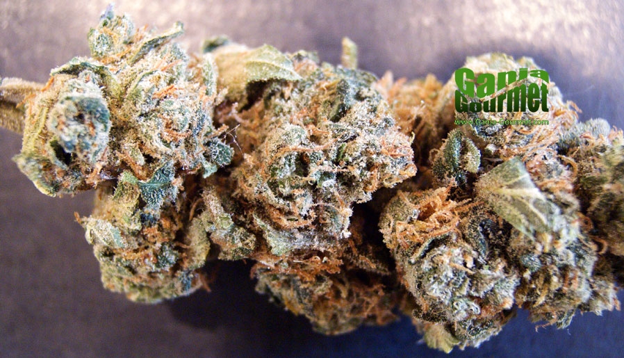 GanjaGourmetGravity01id