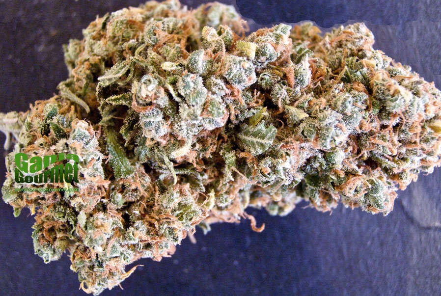 GanjaGourmetButterscotch01id