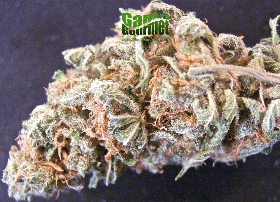 GanjaGourmetDoubleDutch01id