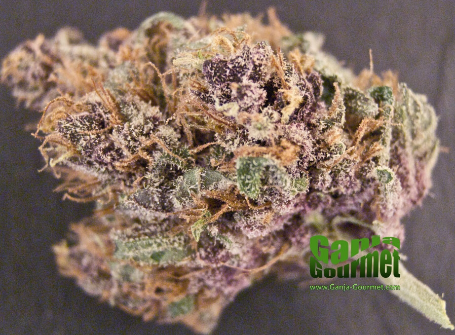 GanjaGourmetLemonHaze01id