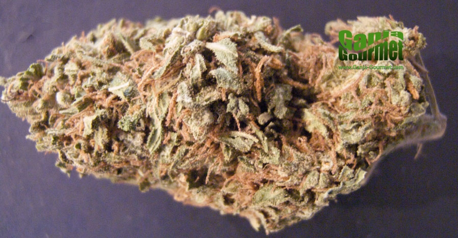 GanjaGourmetOrangeKush01id