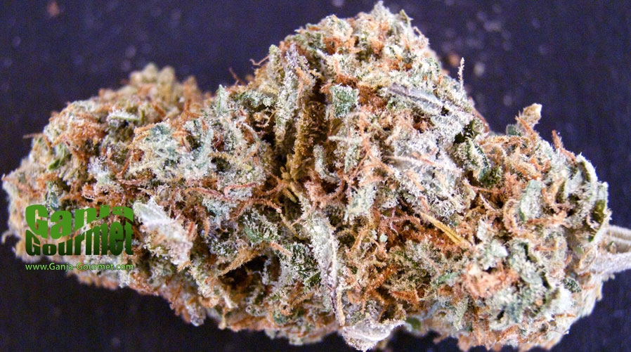 GanjaGourmetPapaya03id