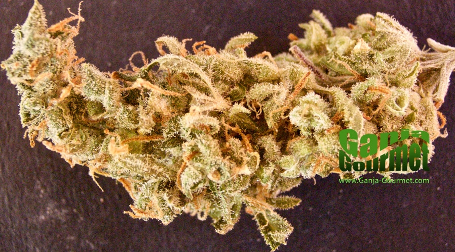 GanjaGourmetPowerPlant01id