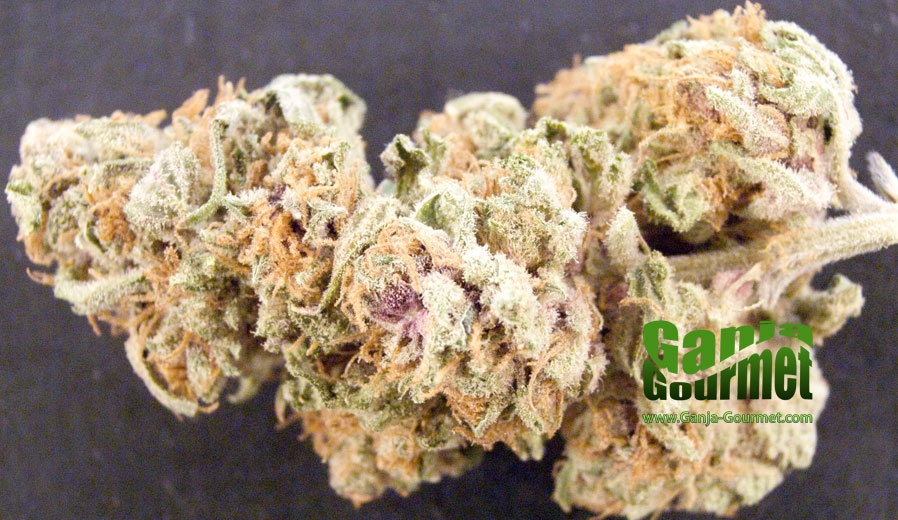 GanjaGourmetPurpleHaze01id