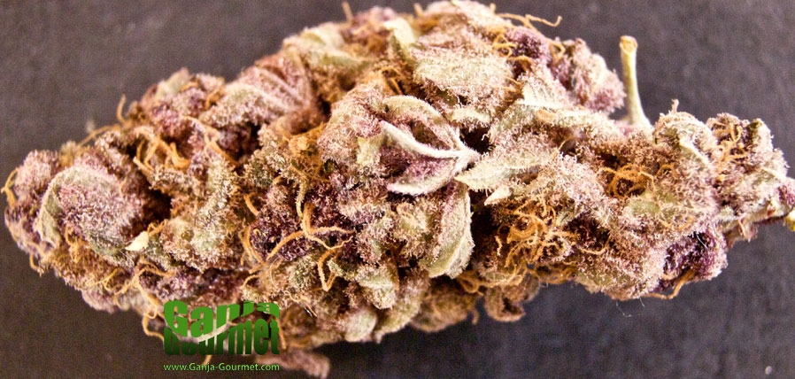 GanjaGourmetPurpleKush02id