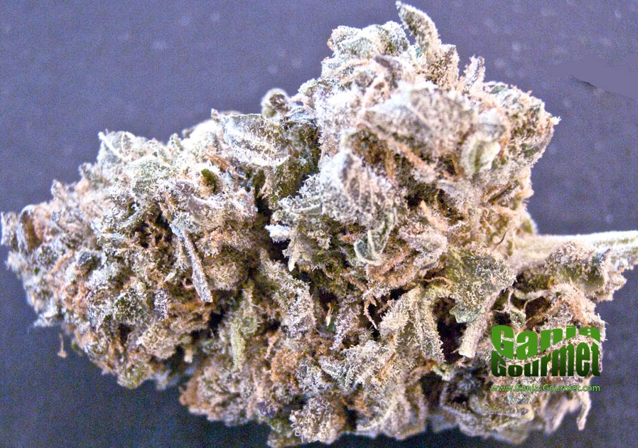 GanjaGourmetPurpleKushxSourDiesel01id