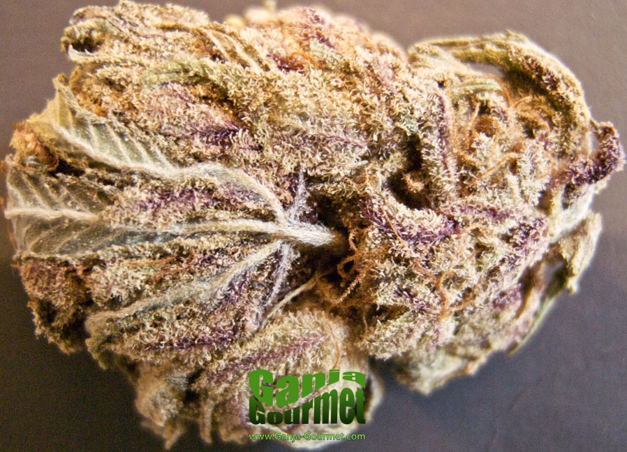 GanjaGourmetPurpleSensi01id