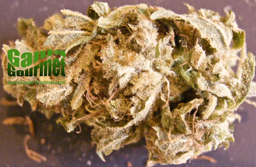 GanjaGourmetRedHaze01id