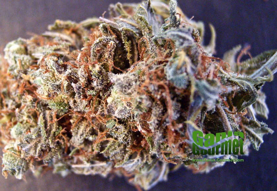 GanjaGourmetRocklock01