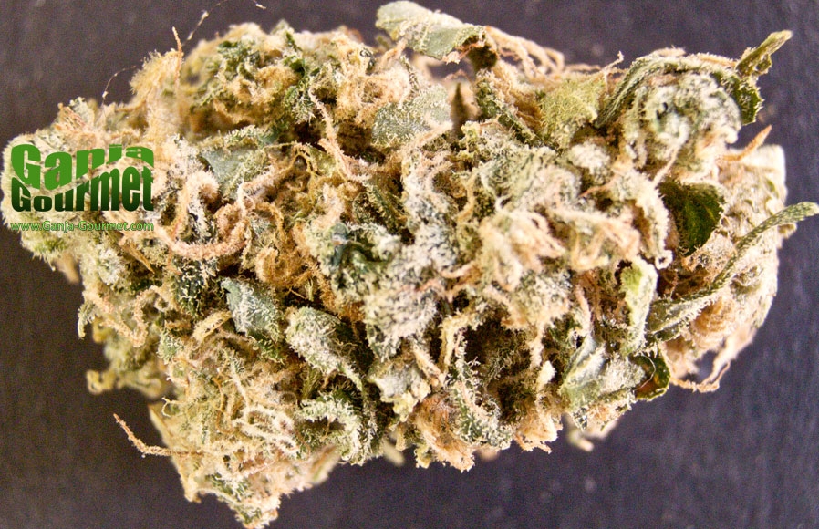 GanjaGourmetRomulan01id