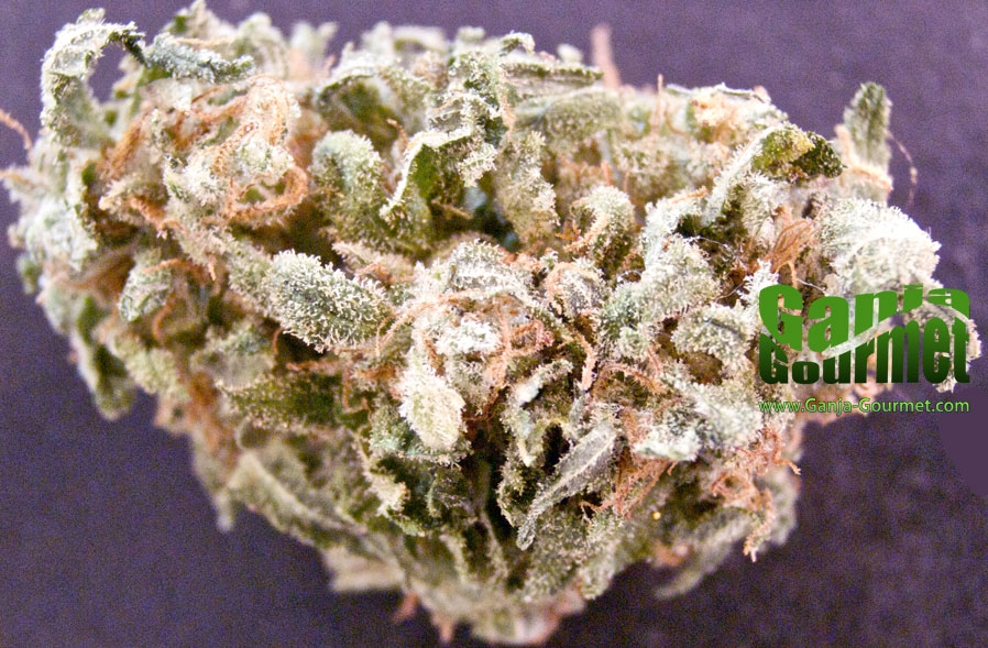 GanjaGourmetSage01id