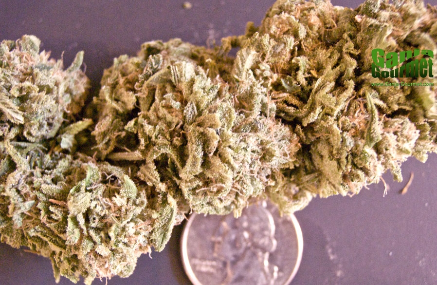 GanjaGourmetShisaberry01id