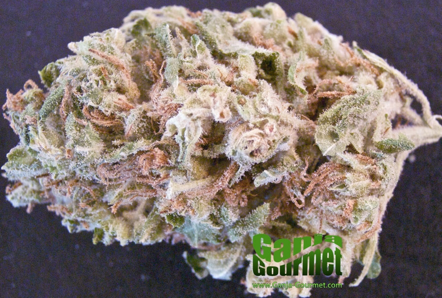 GanjaGourmetSkunk701id